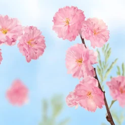 Kneipp Badkristallen Favourite Time Cherry Blossom 600 gr