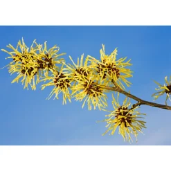 WELEDA Hamamelis Diepe Reinigingsgel met Aloë Vera 150 ml
